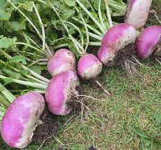 Turnip Seeds - Winter Crop